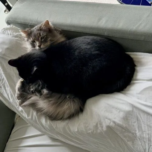 Mike Ross thumbnail 3