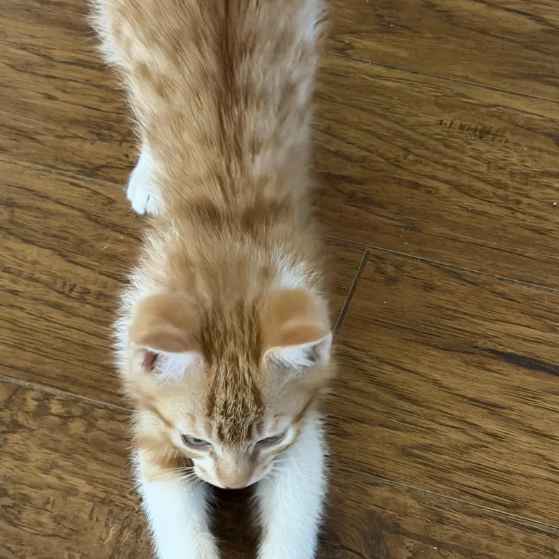 A baby medium-sized male Orange & White Domestic Short Hair cat named Bart Simpson for adoption in Pendleton, OR