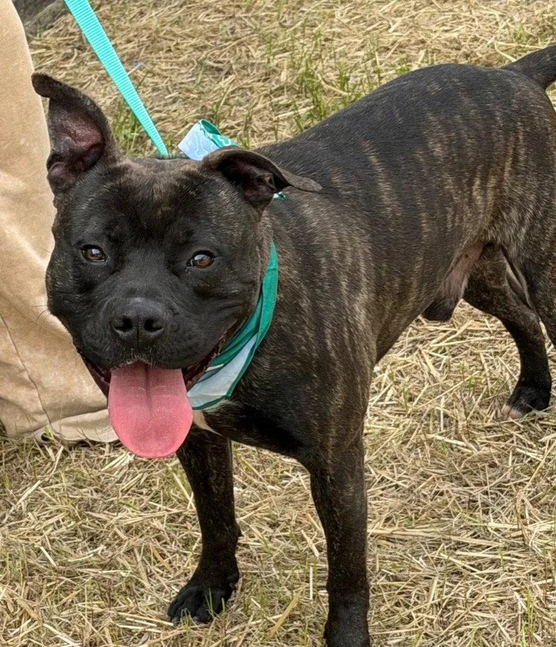 A young medium-sized male Pit Bull Terrier dog named Klondike for adoption in Tarboro, NC