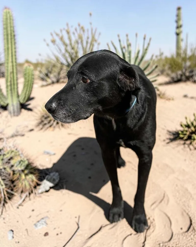 An adult medium-sized male Black Black Labrador Retriever dog named Rootie for adoption in Ventura, CA