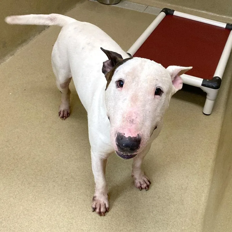 An adult medium-sized male White / Cream Bull Terrier dog named Memphis for adoption in Monroe, GA