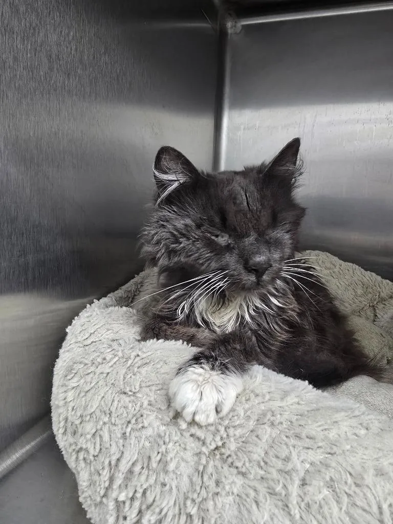 A young medium-sized female Domestic Long Hair cat named Gail for adoption in Glenfield, NY