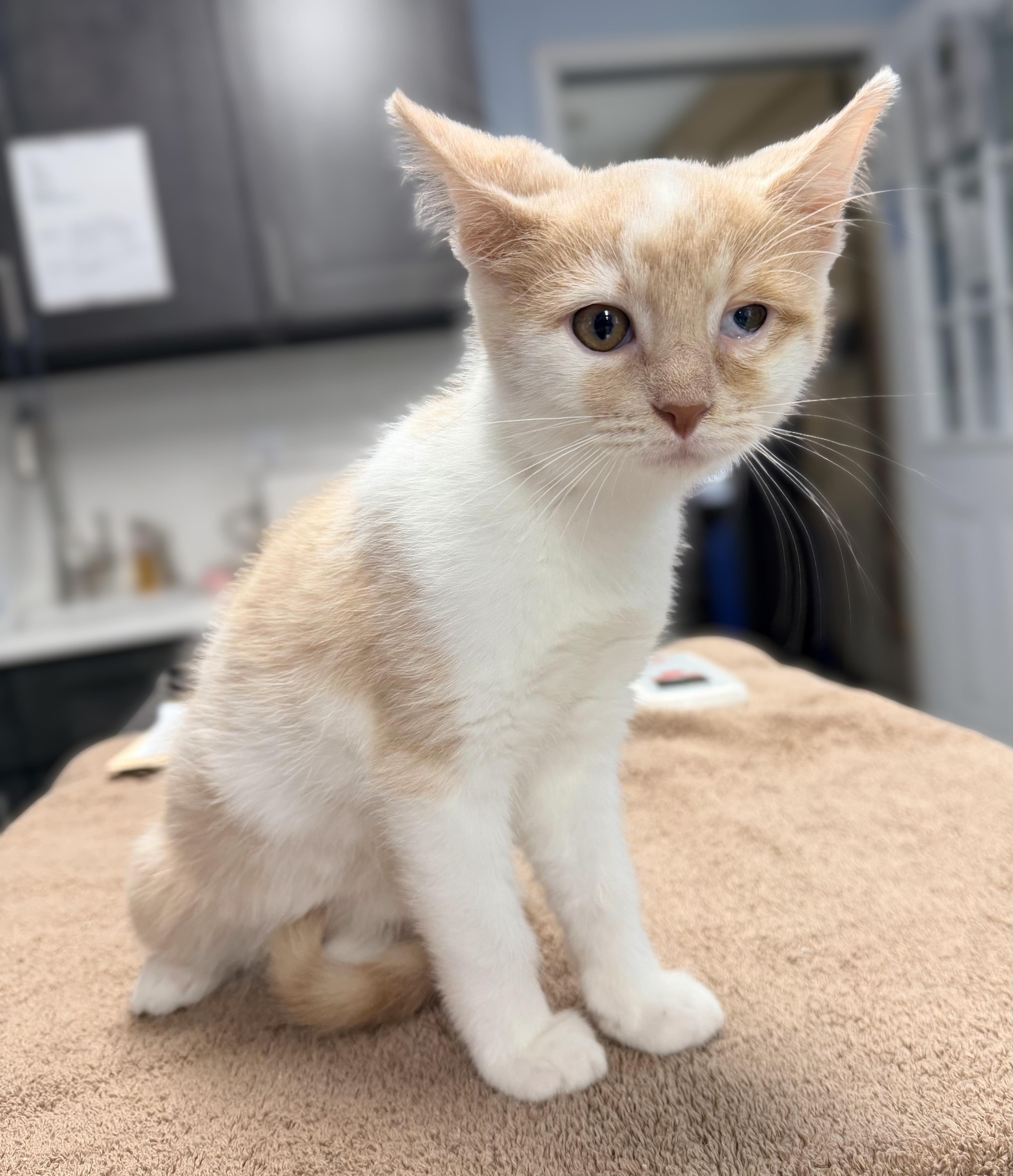 A baby medium-sized female Tabby (Buff / Tan / Fawn) Domestic Short Hair cat named Arial for adoption in Seville, OH