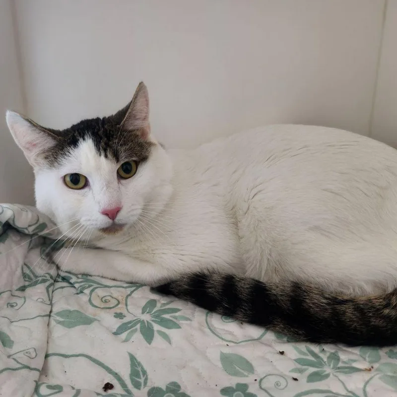An adult medium-sized male Tabby (Orange / Red) Domestic Short Hair cat named Hops for adoption in Kingman, AZ
