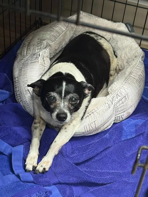A senior small-sized female Chihuahua dog named Spatula for adoption in Baytown, TX