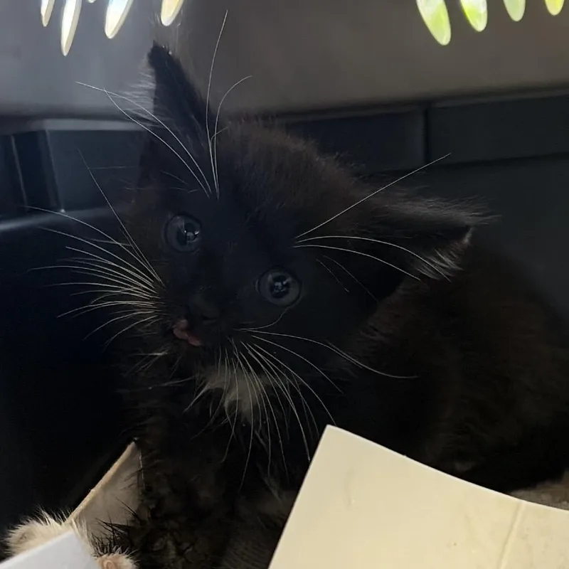 A baby small-sized female Domestic Short Hair cat named Spice for adoption in Montgomery, AL