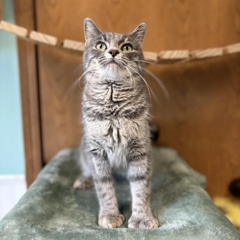 An adult medium-sized female Torbie Domestic Short Hair cat named Misha for adoption in Fargo, ND