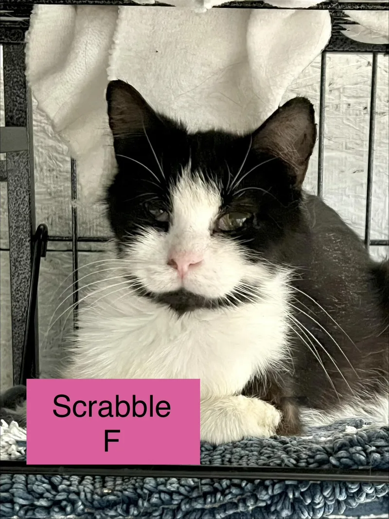 A baby small-sized female Domestic Long Hair cat named Scrabble for adoption in Sneads Ferry, NC