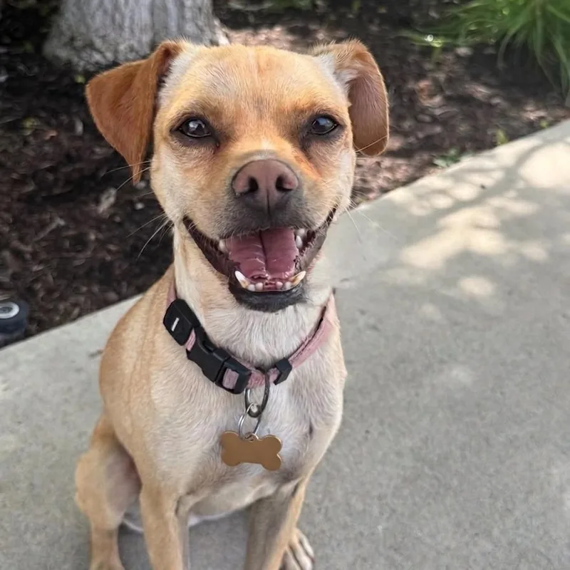 An adult small-sized female Chihuahua dog named Pippa for adoption in Newport Beach, CA