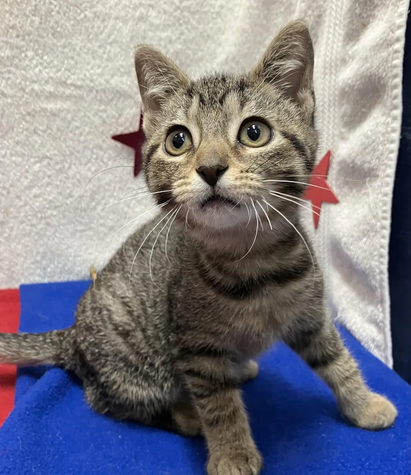 A baby medium-sized female Domestic Short Hair cat named Clara for adoption in Dublin, OH