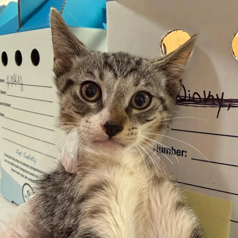 A baby small-sized male Brown / Chocolate Domestic Short Hair cat named Stinky for adoption in Jacksonville, FL
