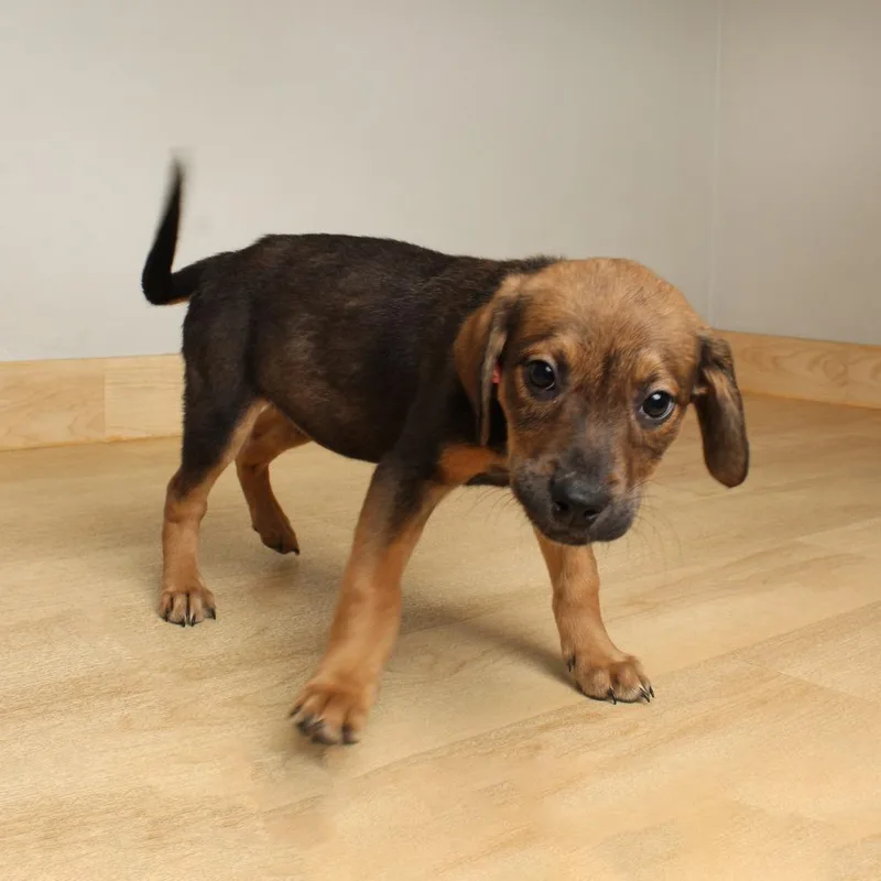 Fritter D thumbnail 2