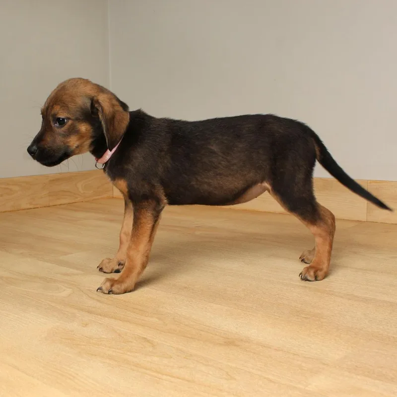 Fritter D thumbnail 3