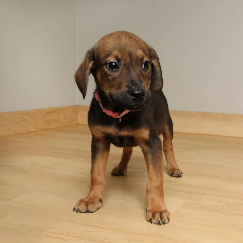 Fritter D thumbnail 4