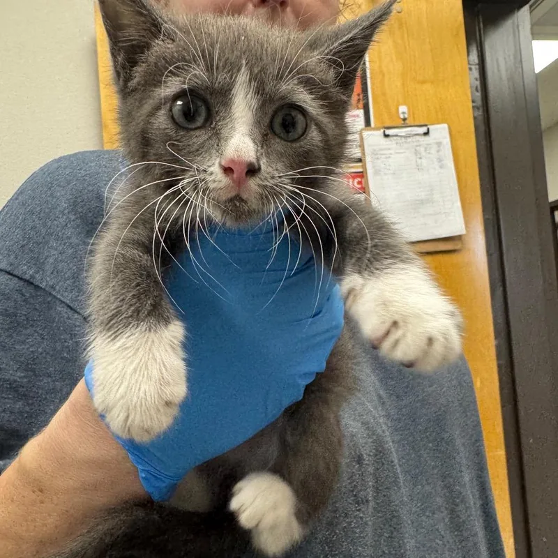 A baby small-sized female Gray / Blue / Silver Domestic Short Hair cat named Storm for adoption in Columbiana, AL