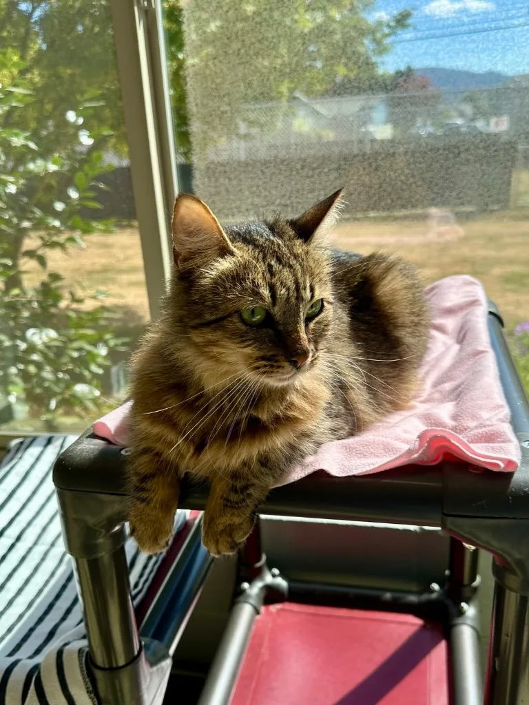 A young medium-sized female Domestic Medium Hair cat named Skylar for adoption in Newberg, OR