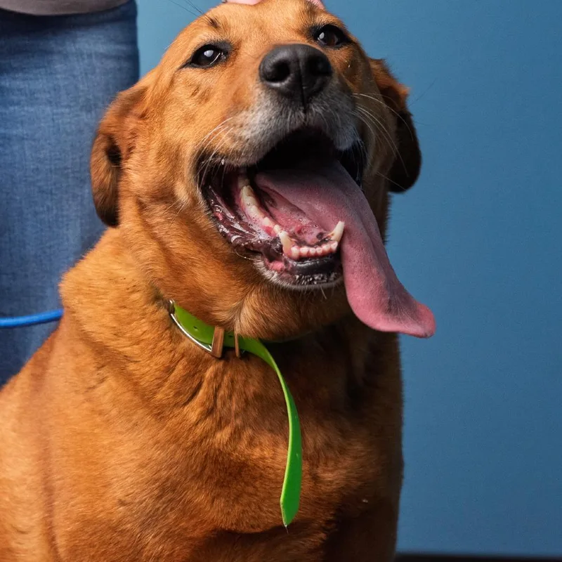 A senior large-sized female Red / Chestnut / Orange Mixed Breed dog named Sadie for adoption in Idaho Falls, ID