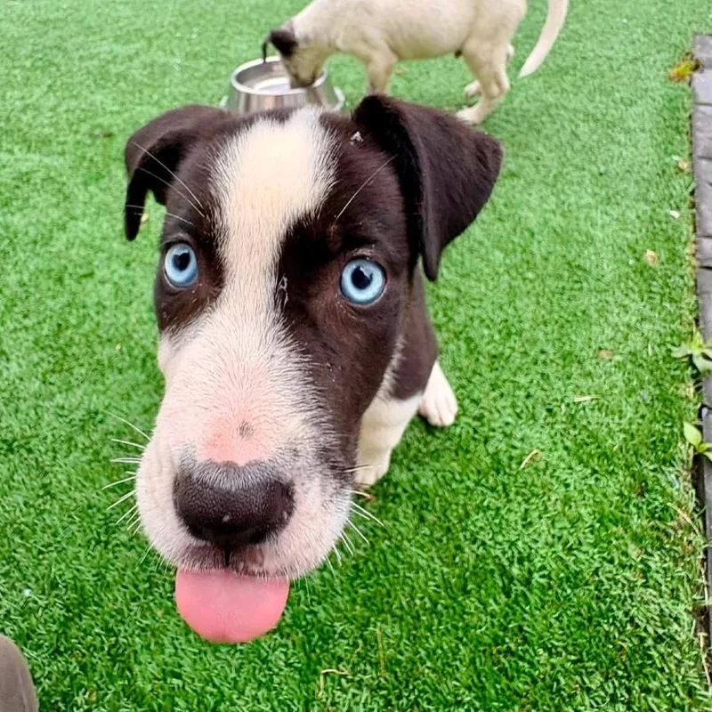 A baby small-sized female White / Cream Australian Cattle Dog / Blue Heeler dog named Socks for adoption in Brockton, MA