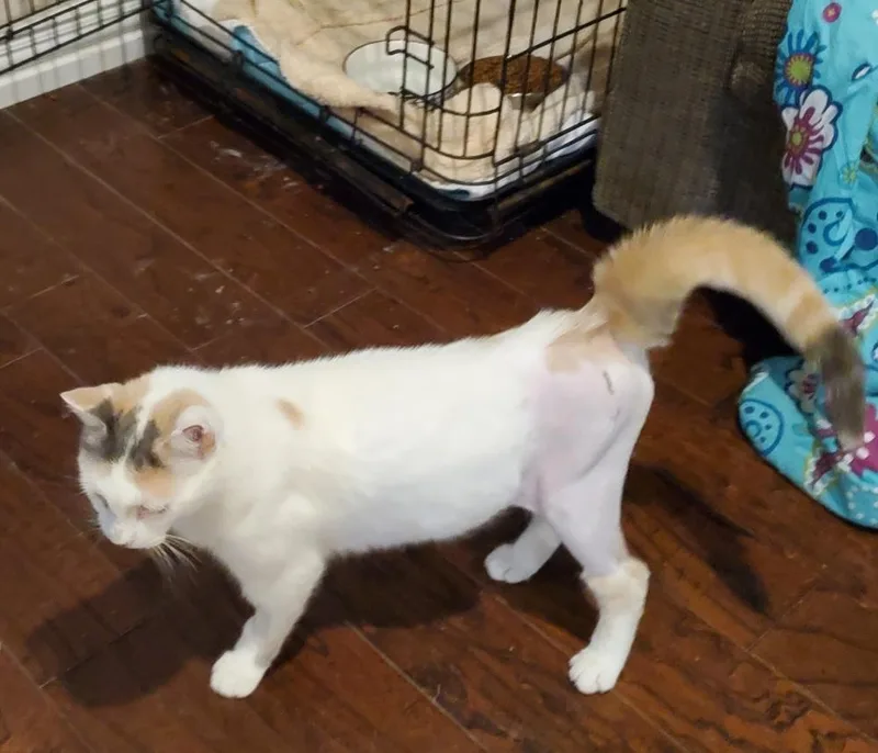An adult medium-sized female Domestic Short Hair cat named Olivia for adoption in Dallas, TX