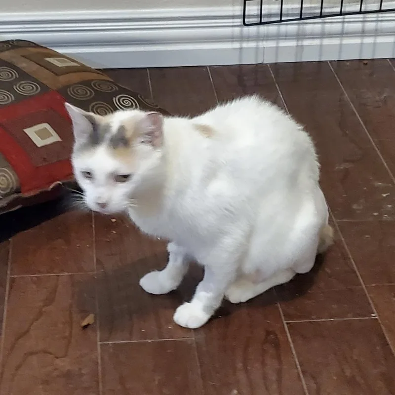 Olivia thumbnail 3