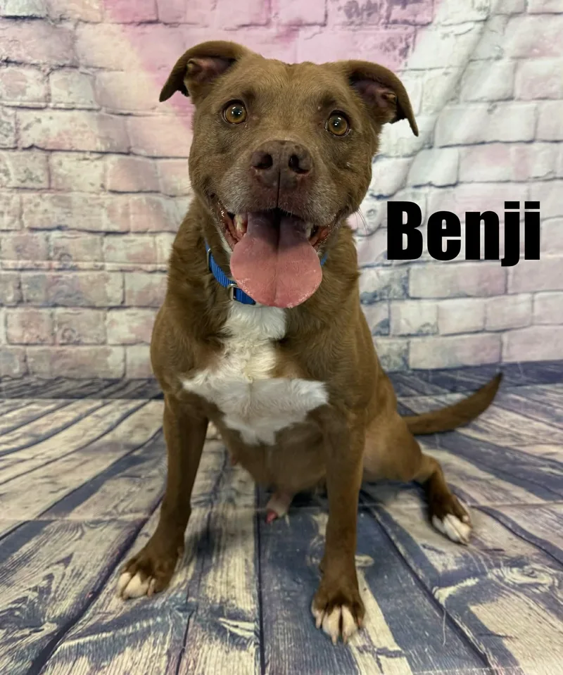 Benji