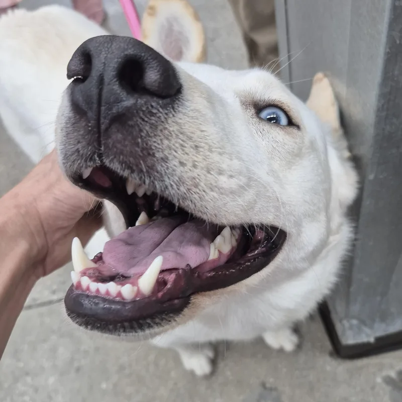 Frosty The Snowman Eskimo thumbnail 6