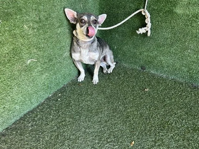 A young medium-sized male Chihuahua dog named Darius for adoption in Lancaster, CA