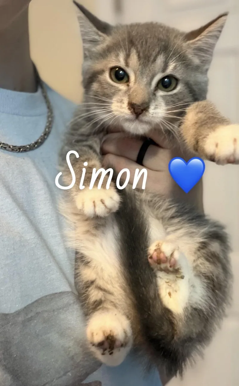 A baby medium-sized male Tabby (Gray / Blue / Silver) American Shorthair cat named Simon for adoption in Felton, PA