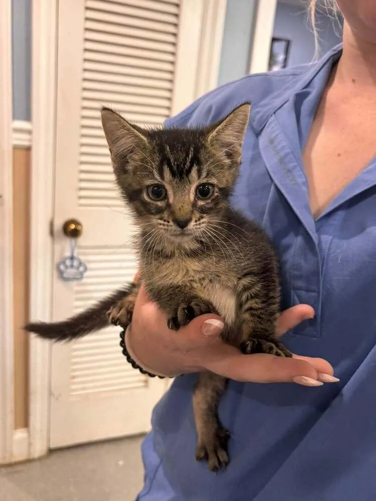 A baby small-sized male Domestic Short Hair cat named Loki for adoption in Statesboro, GA