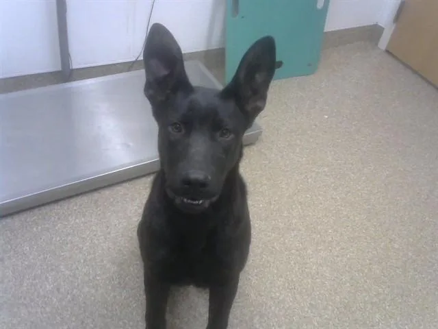 A young large-sized male Labrador Retriever dog named Lucky for adoption in Albuquerque, NM