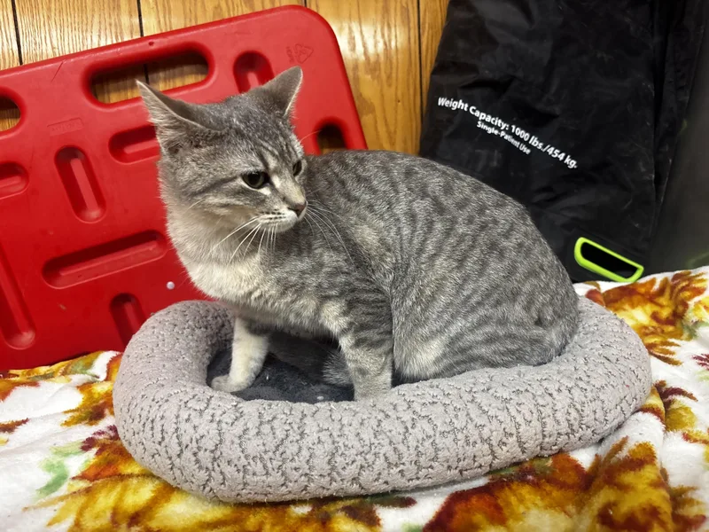 A young small-sized male Tabby (Gray / Blue / Silver) Domestic Short Hair cat named Mylo for adoption in Fort Madison, IA