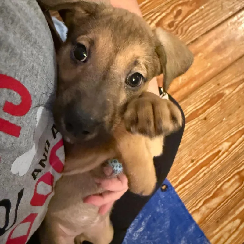 A baby large-sized female Brown / Chocolate German Shepherd Dog dog named Cali for adoption in Fredericksburg, VA