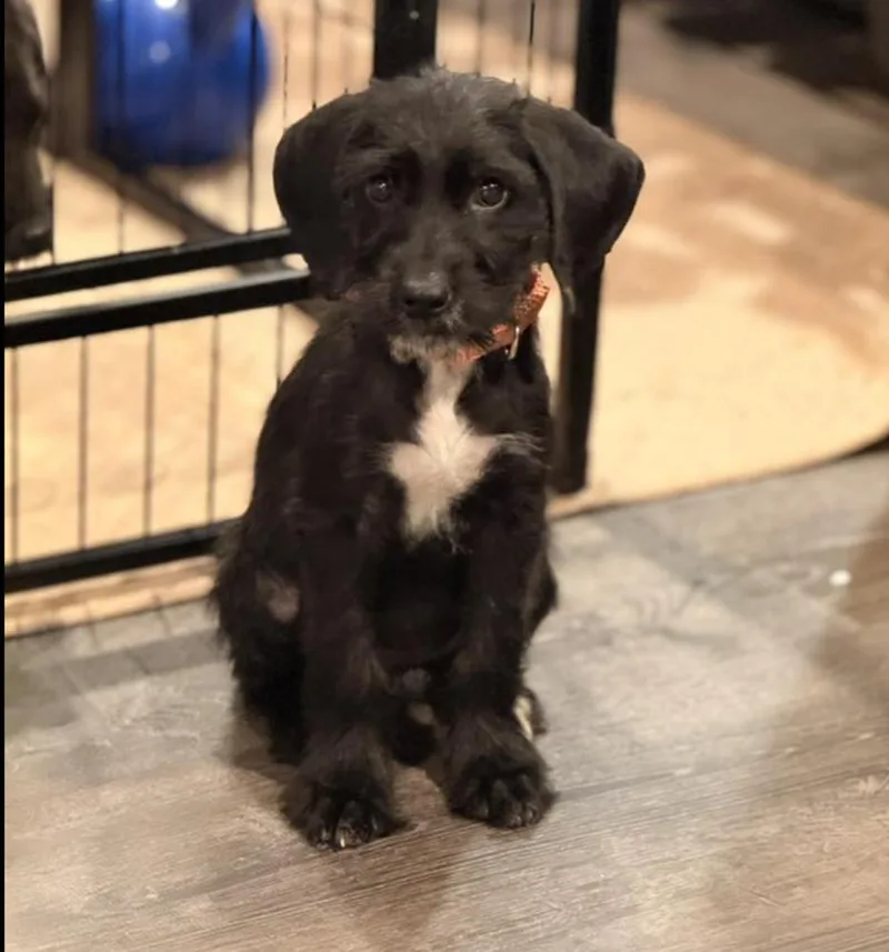 A baby small-sized female Tricolor (Brown, Black, & White) Mixed Breed dog named Marisol for adoption in Long Island City, NY
