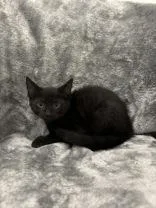 A young medium-sized male Domestic Short Hair cat named Sweety for adoption in Buffalo, MN