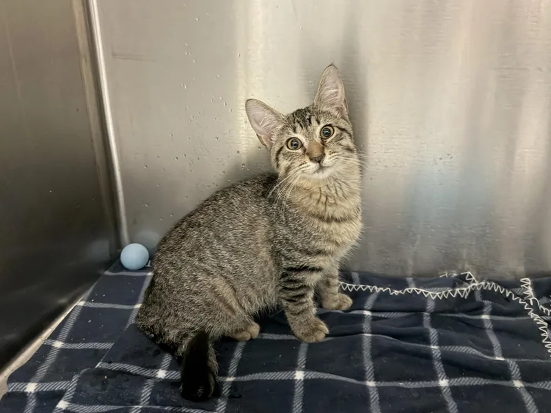 A baby medium-sized female Tabby (Buff / Tan / Fawn) Domestic Short Hair cat named Nilla for adoption in Wantagh, NY