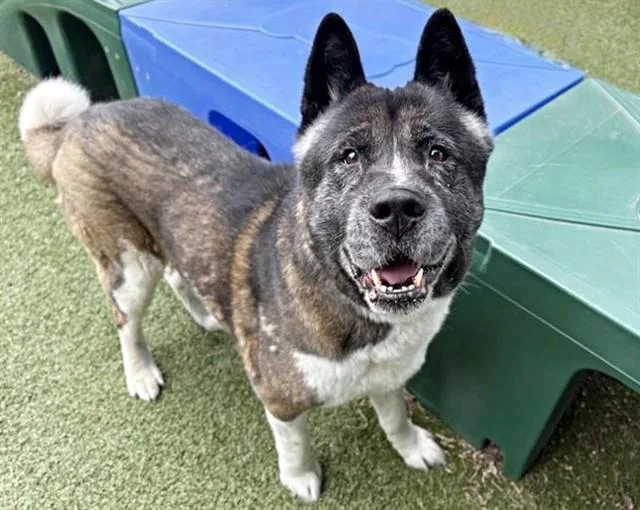 An adult large-sized male Akita dog named Gus Gus for adoption in Saint Louis, MO