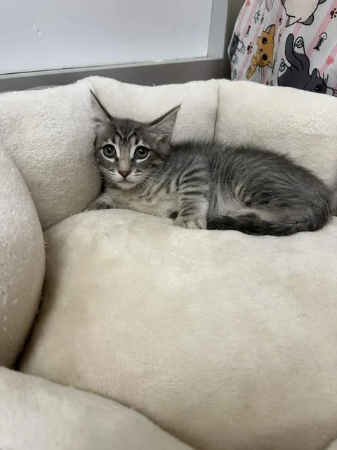 Martini