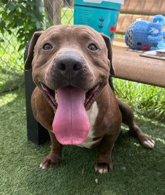 A young large-sized male Mixed Breed dog named Solar for adoption in Columbia, SC