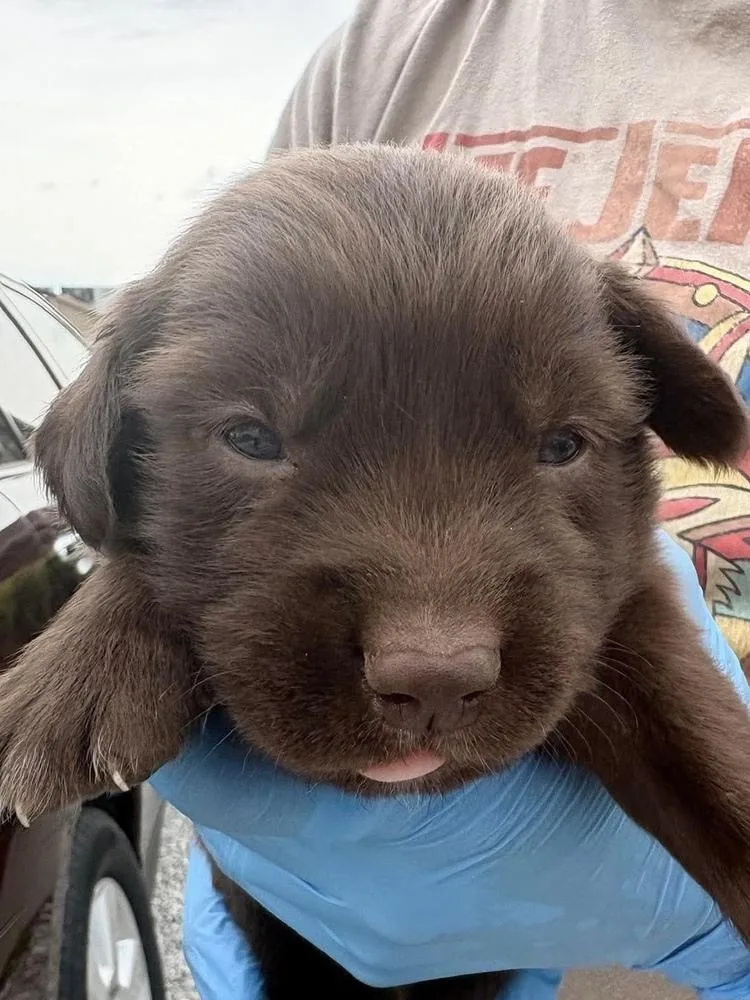 A baby medium-sized male Labrador Retriever dog named Oval for adoption in Bolivar, MO