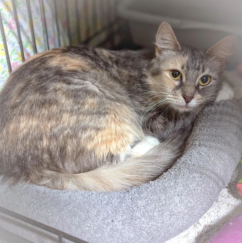 An adult medium-sized female Dilute Calico Domestic Medium Hair cat named Petunia for adoption in Griffith, IN