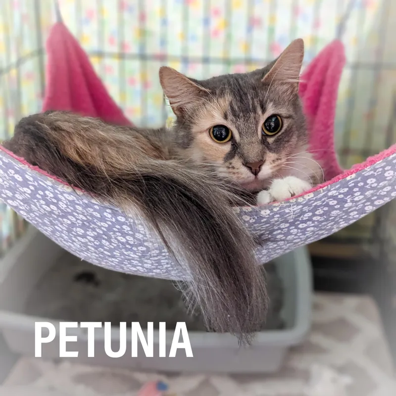 Petunia thumbnail 2