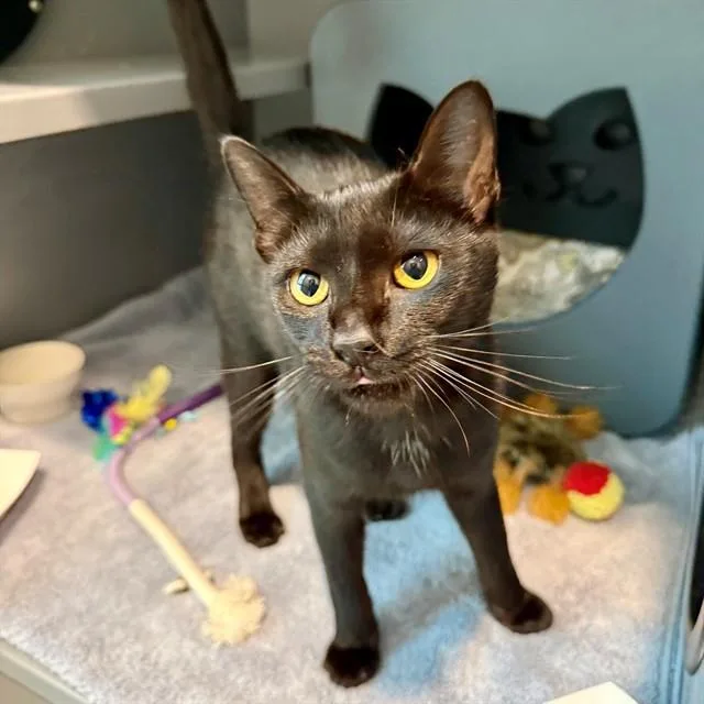 A young medium-sized male Domestic Short Hair cat named Poncho for adoption in Leesburg, VA