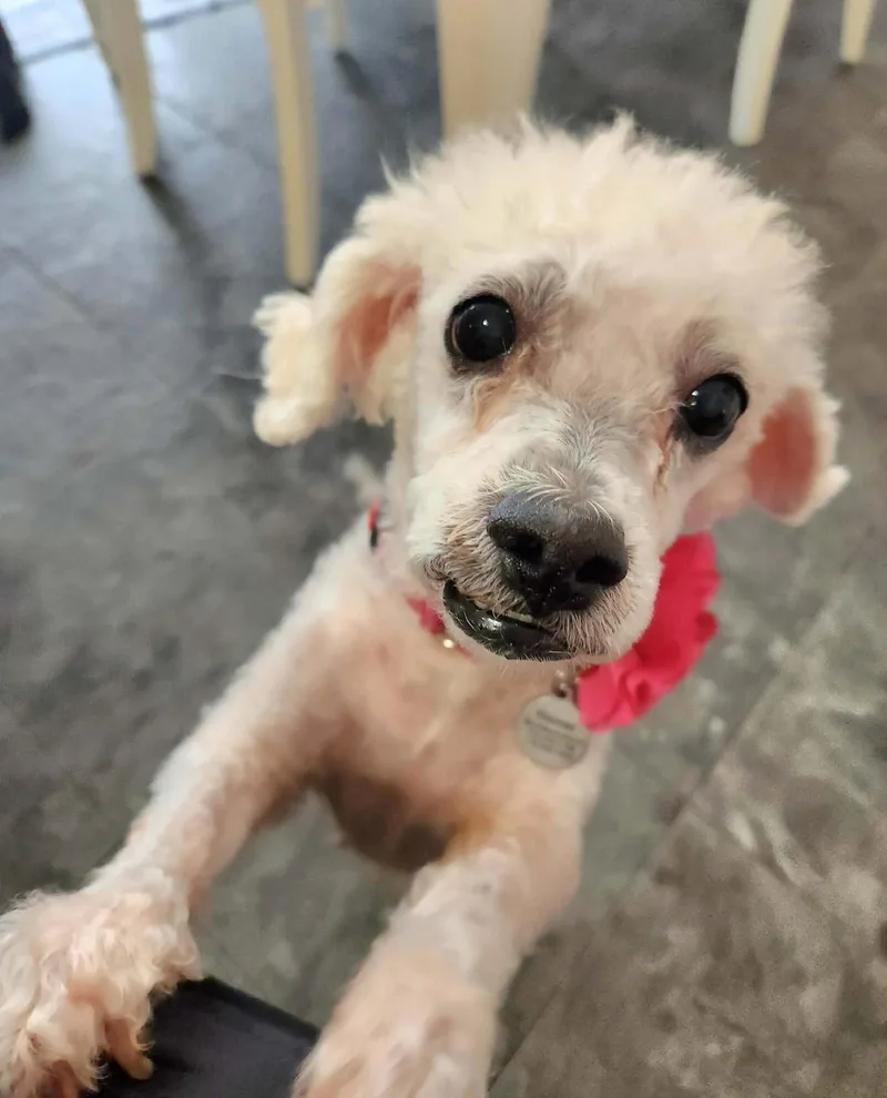 An adult small-sized female Bichon Frise dog named Kiki for adoption in Cuba, NY