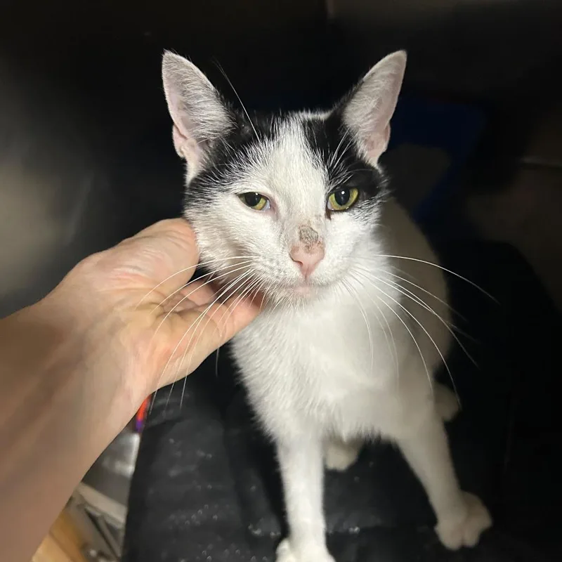 An adult small-sized female White American Shorthair cat named Love Bug for adoption in Westport, CT
