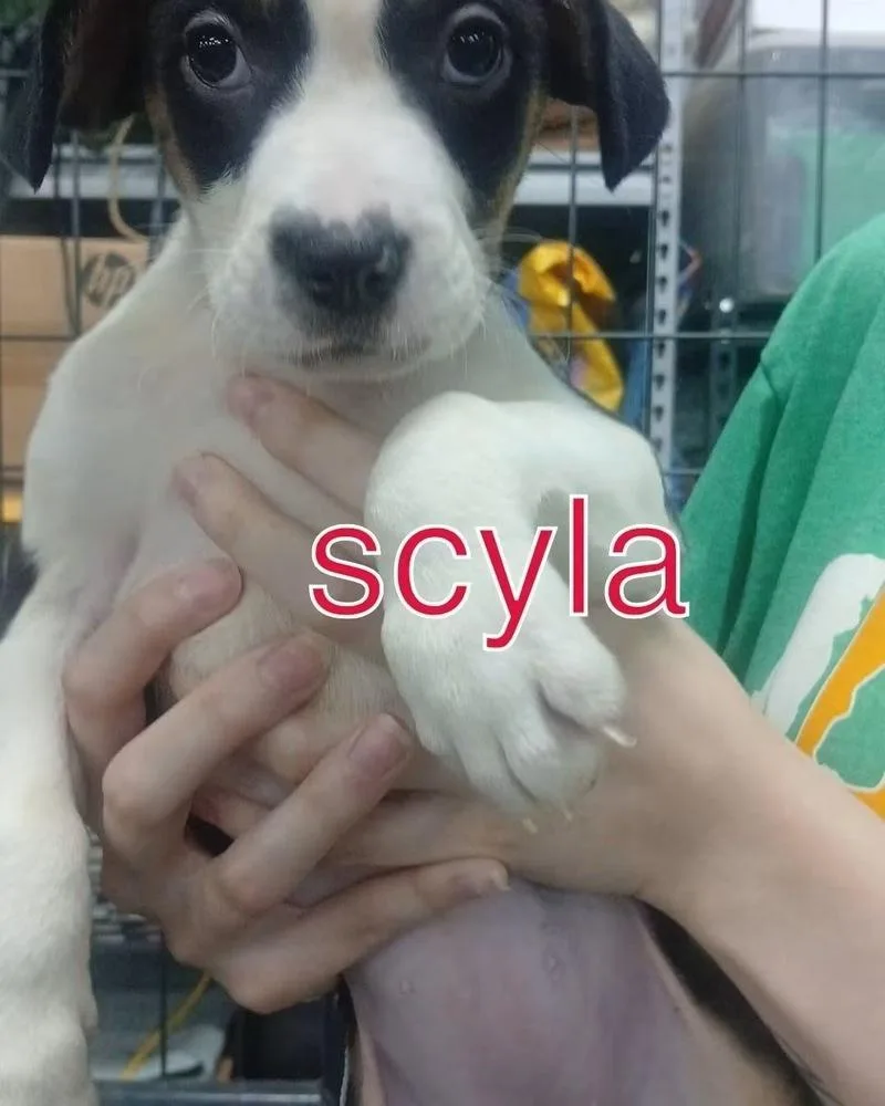 A baby medium-sized female Tricolor (Brown, Black, & White) Mixed Breed dog named Scylla for adoption in Evansville, IN