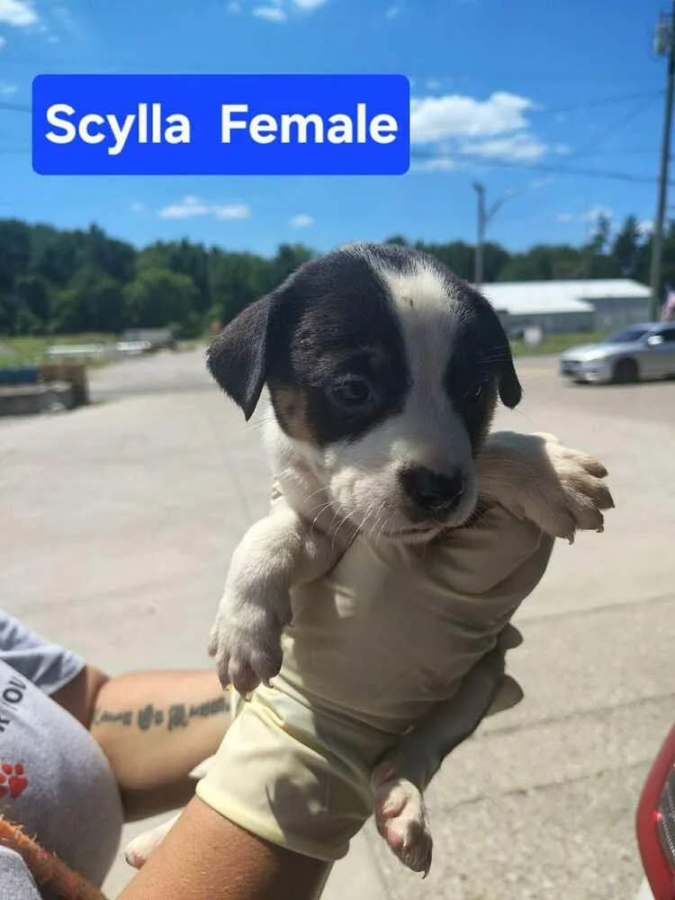 Scylla thumbnail 2