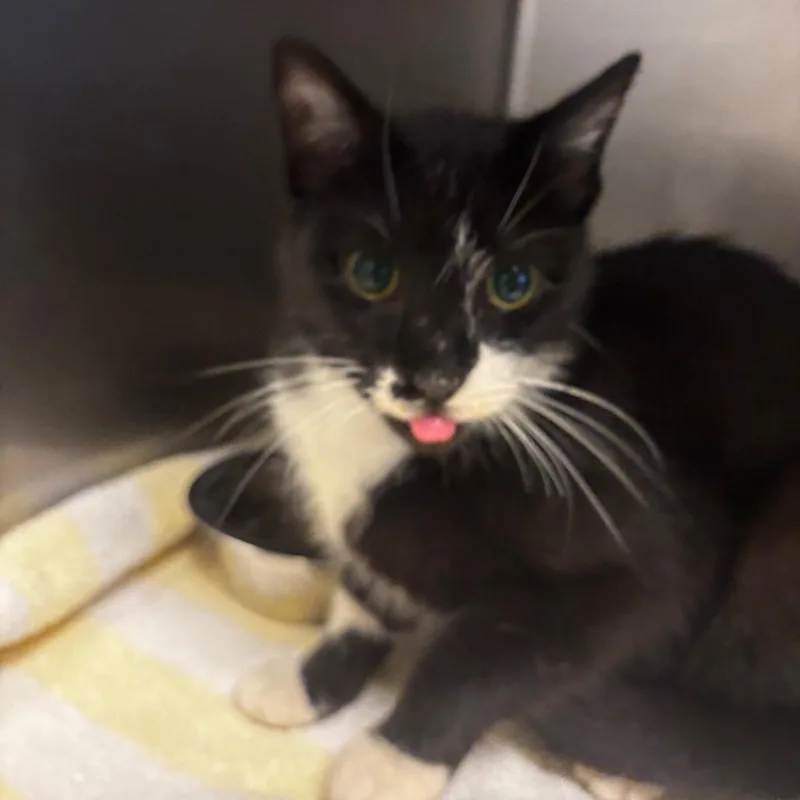 An adult medium-sized female Black Domestic Short Hair cat named Wren for adoption in Bristol, IN
