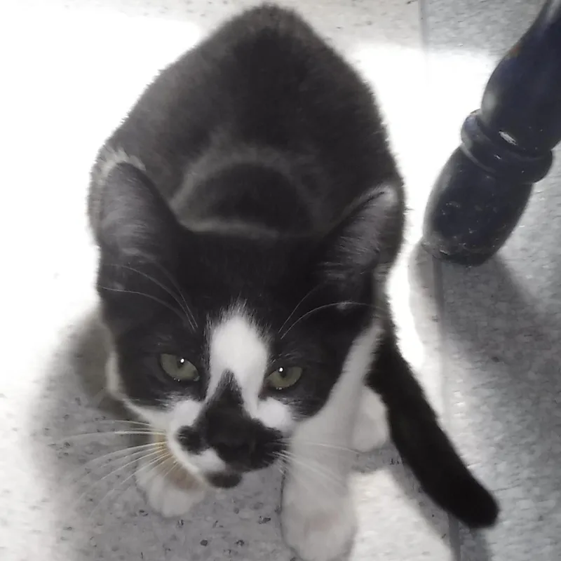 A baby medium-sized female Black & White / Tuxedo Tuxedo cat named Val Sweet Little for adoption in Hoquiam, WA