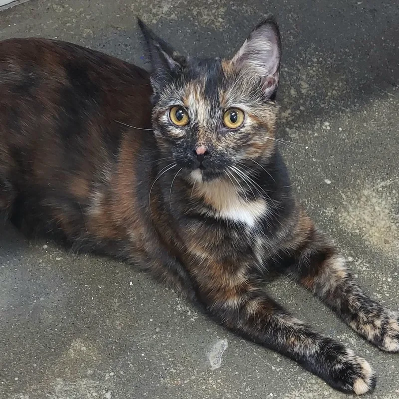A young small-sized female Tortoiseshell Domestic Short Hair cat named Serena for adoption in Los Angeles, CA