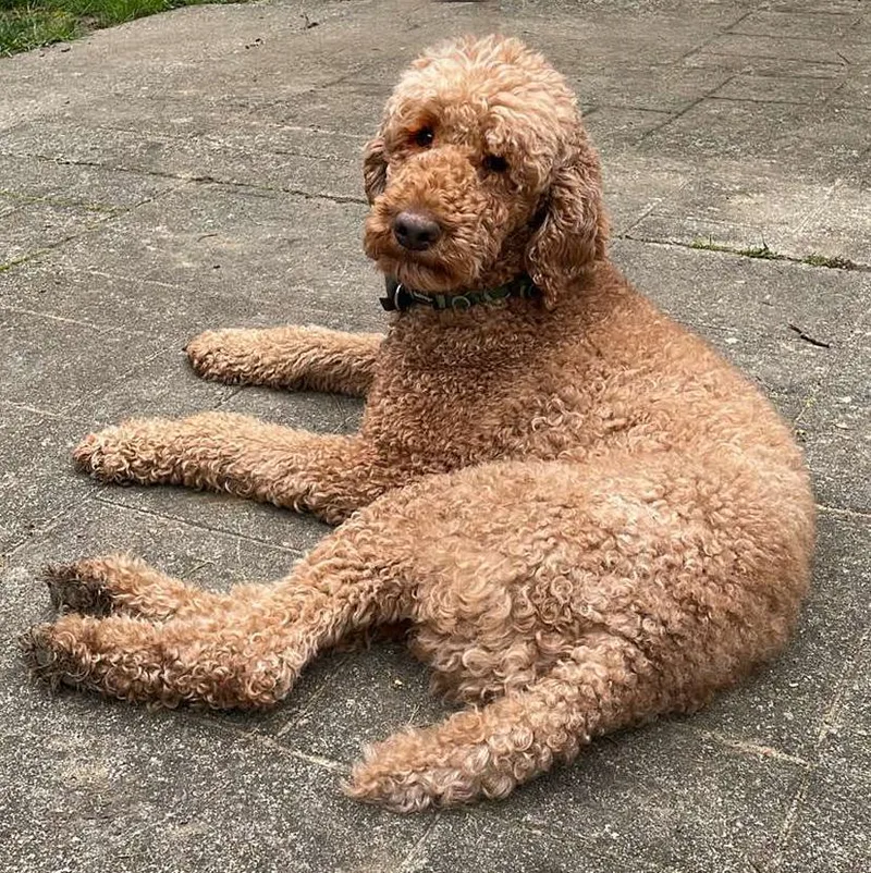 An adult medium-sized male Apricot / Beige Poodle dog named Cabo for adoption in Silvana, WA